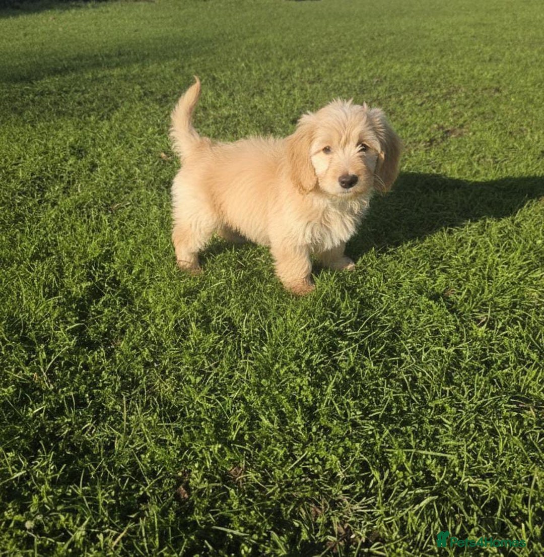 Maltipoo dogs for sale: Maltipoo puppies  - Advert 6