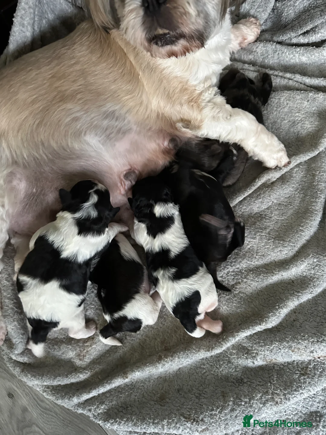 Lhasapoo dogs for sale: Stunning Lhasapoo Puppies.  - Advert 1