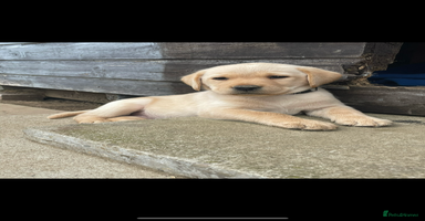 Labrador Retriever dogs - Advert 11