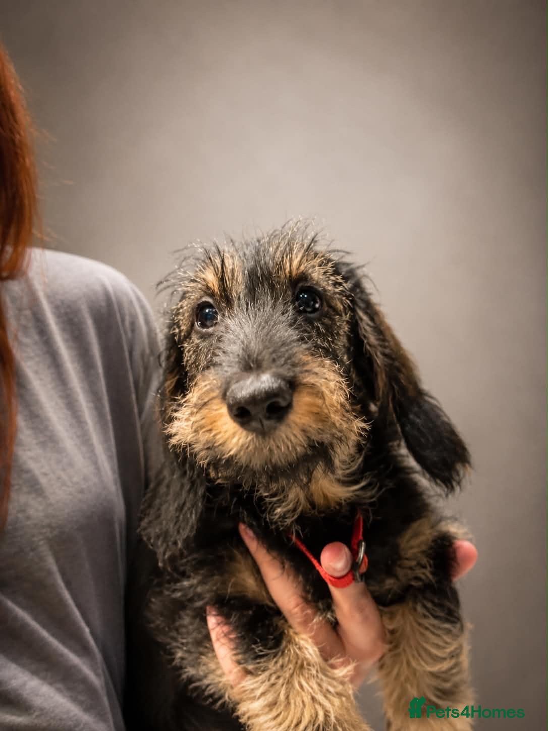 Dachshund dogs KC Registered standard wirehaired dachshunds - Advert 1