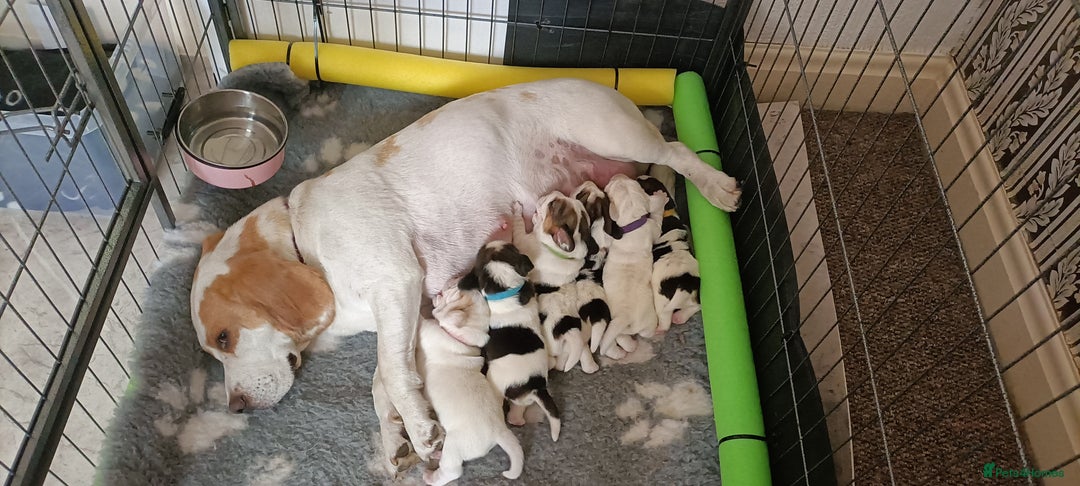 Beagle dogs for sale: Beautiful beagle puppies  - Image 9