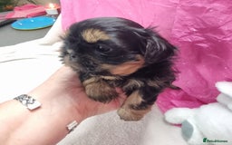 Shih Tzu dogs for sale: Kc stunning small imperial baby boy/girl - Image 4