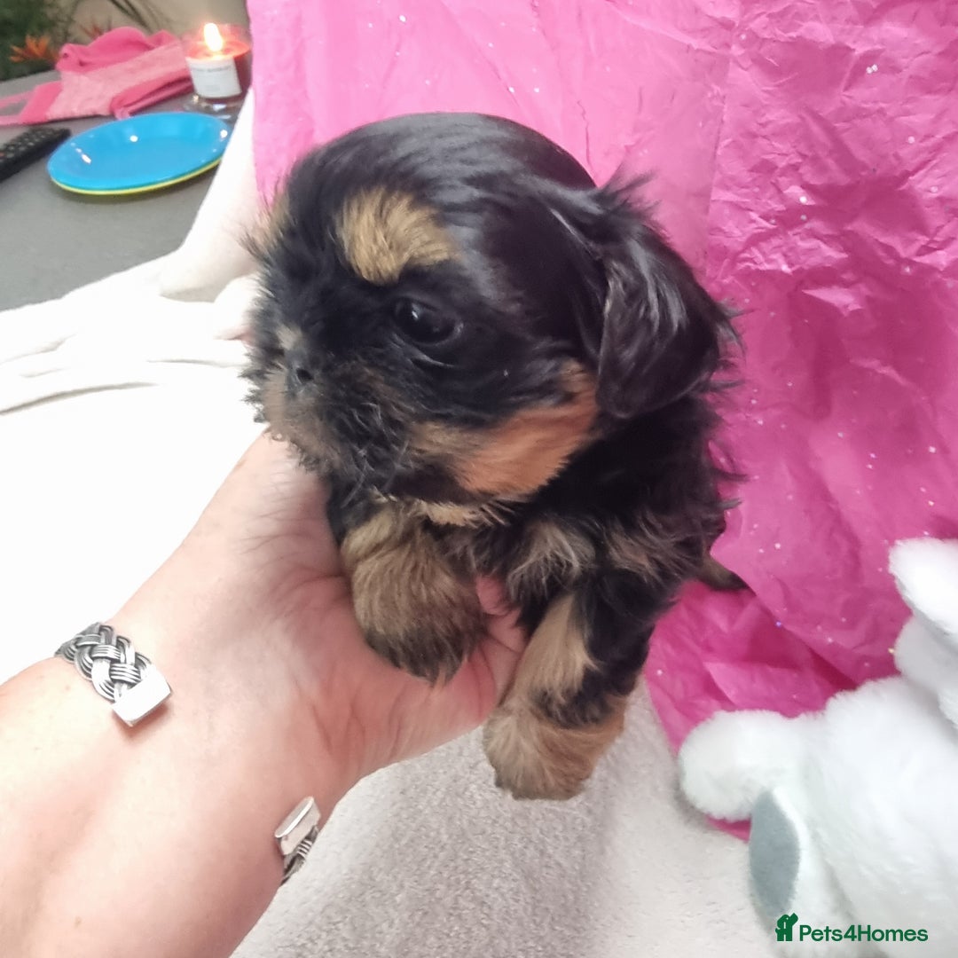 Shih Tzu dogs for sale: Kc stunning small imperial baby boy/girl - Image 4