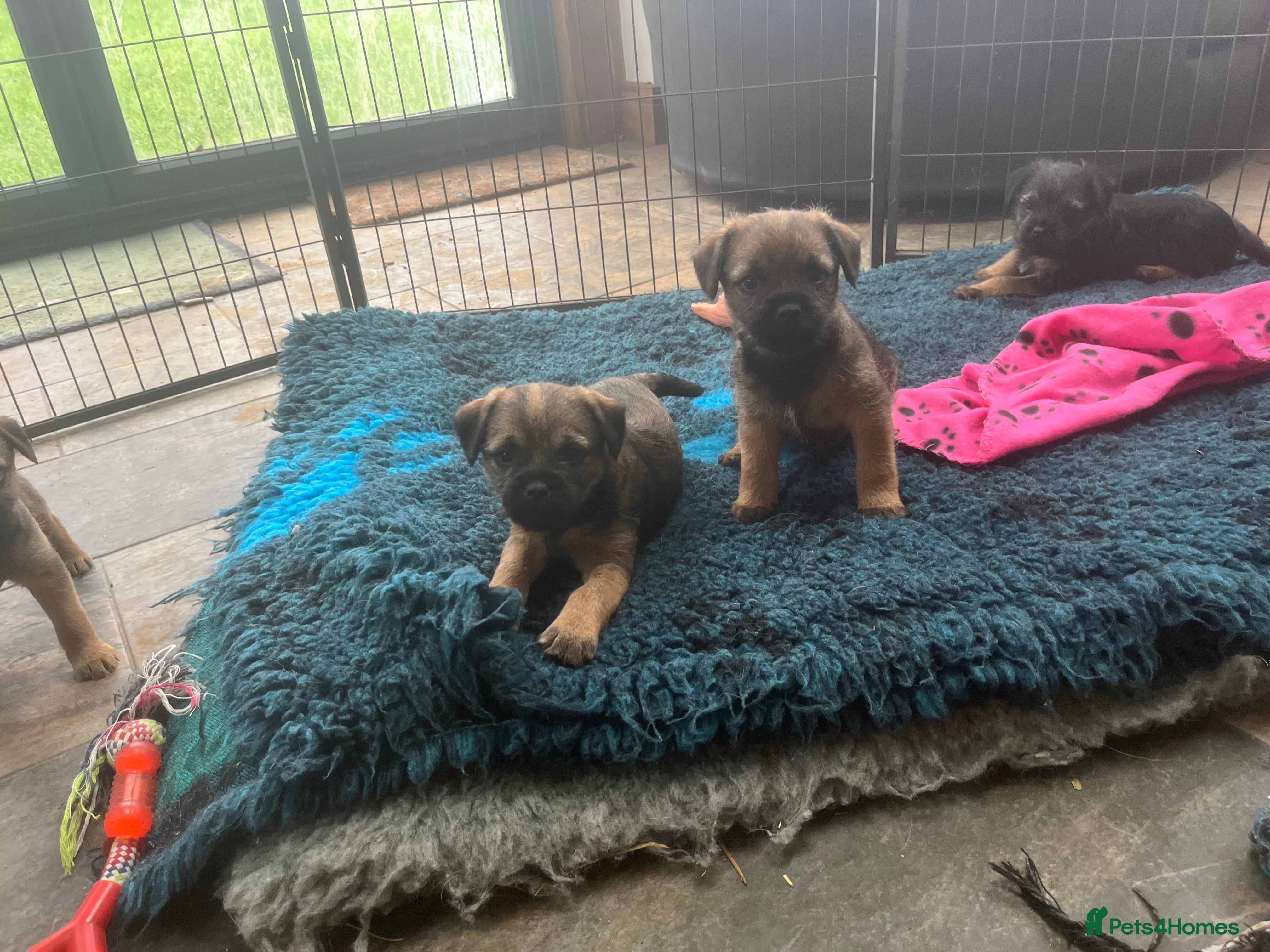 Border Terrier dogs Beautiful Border Terrier puppies  - Advert 3