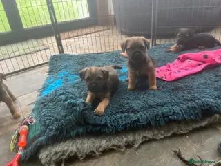 Border Terrier dogs Beautiful Border Terrier puppies - Advert 3