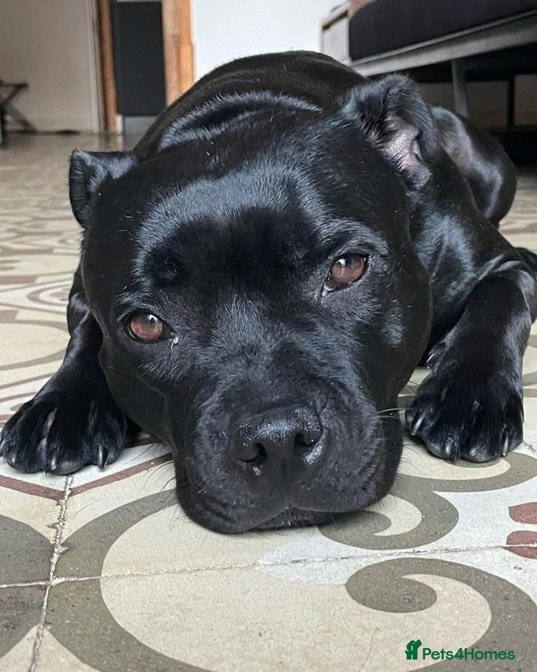 Staffordshire Bull Terrier dogs for sale: 5 month old female staffie  - Advert 9