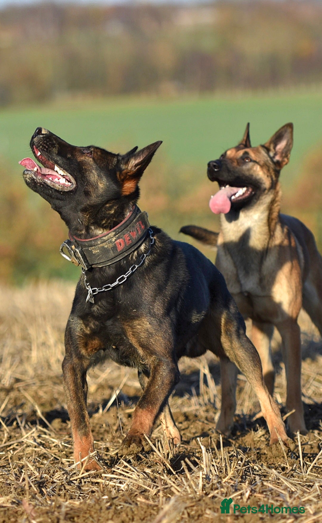 Belgian Shepherd Dog dogs for sale: Exclusive bloodlines  - Advert 23