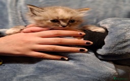 Ragdoll cats for sale: 6x Three quarter ragdolls - Advert 5