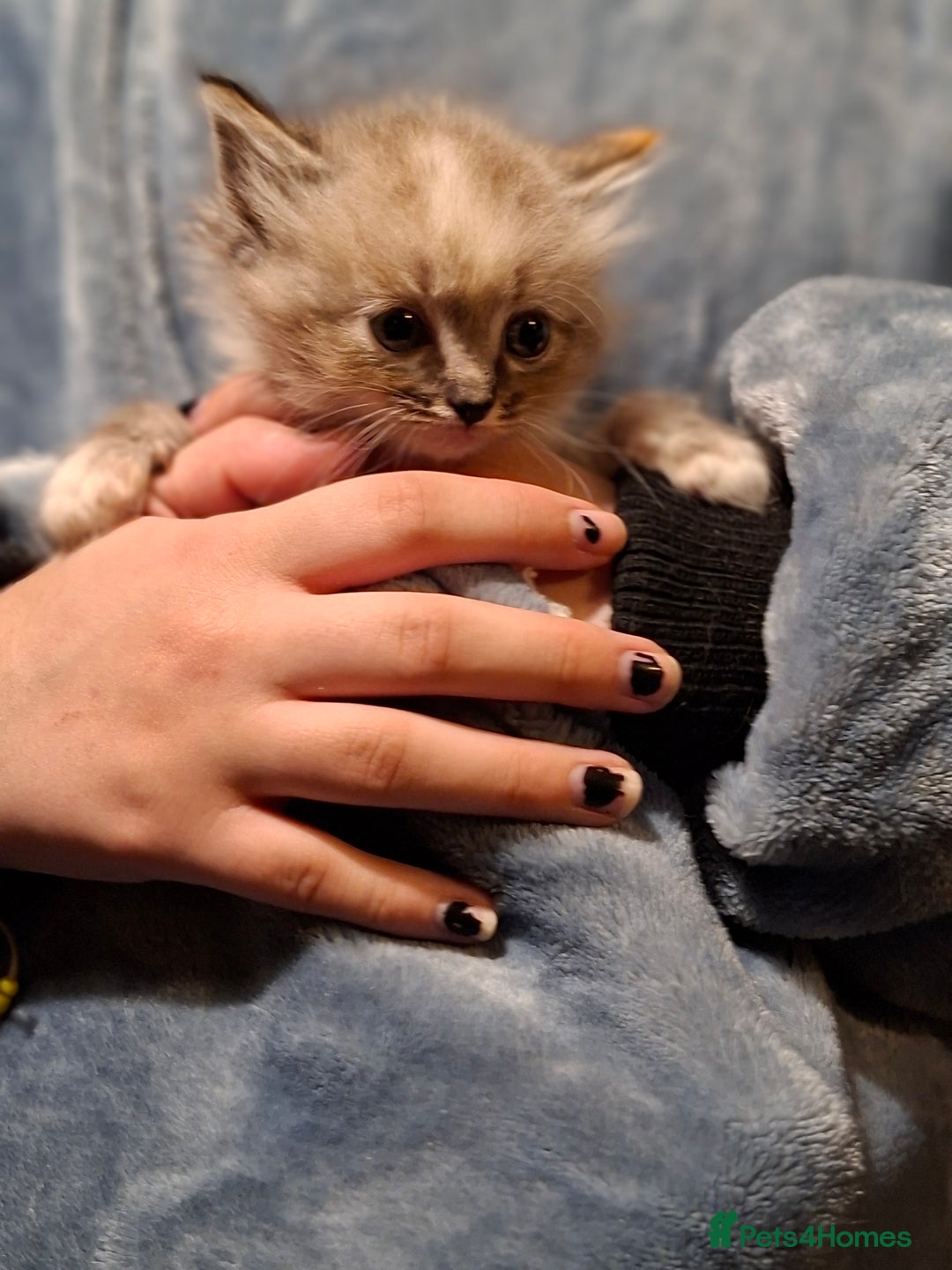 Ragdoll cats for sale: 6x Three quarter ragdolls - Advert 5