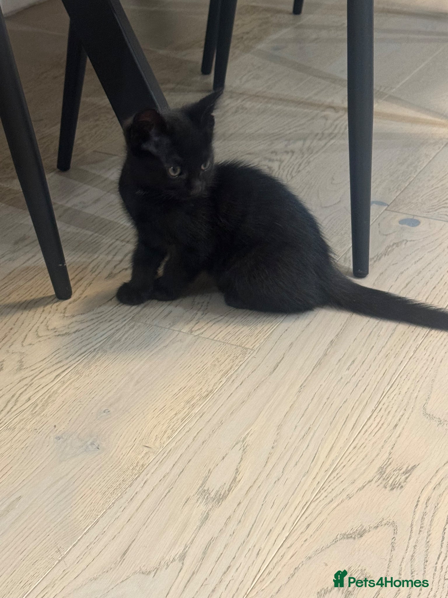 Domestic Shorthair cats Kittens for sale - Advert 2