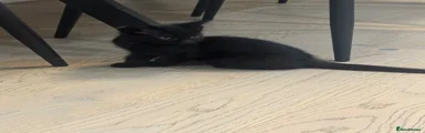 Domestic Shorthair Kitten 1