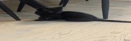 Domestic Shorthair cats for sale: Kittens for sale in Dunstable - Advert 2