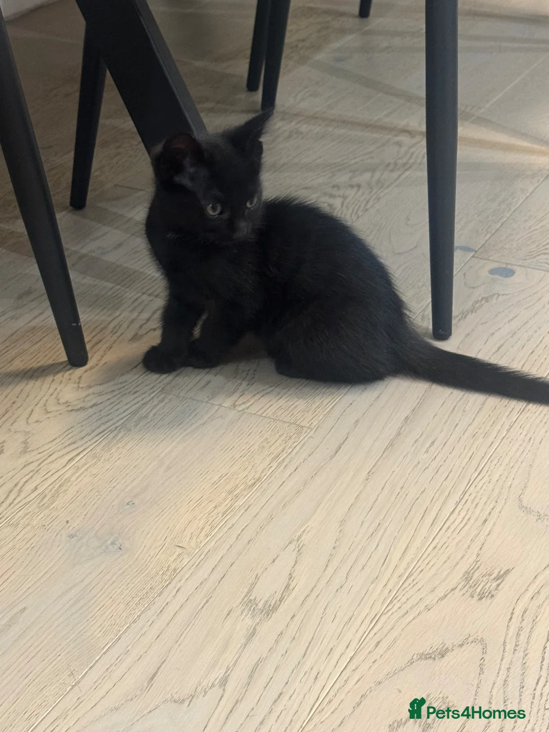 Domestic Shorthair cats for sale: Kittens for sale in Dunstable - Advert 2