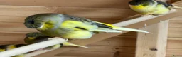 Canaries birds for sale: Gloster canaries  in Wymondham - Advert 3
