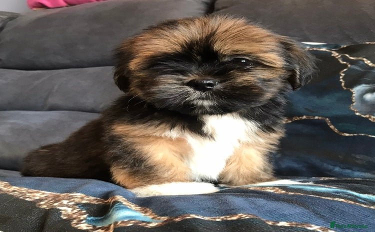 Lhasa Apso dogs - Advert 1