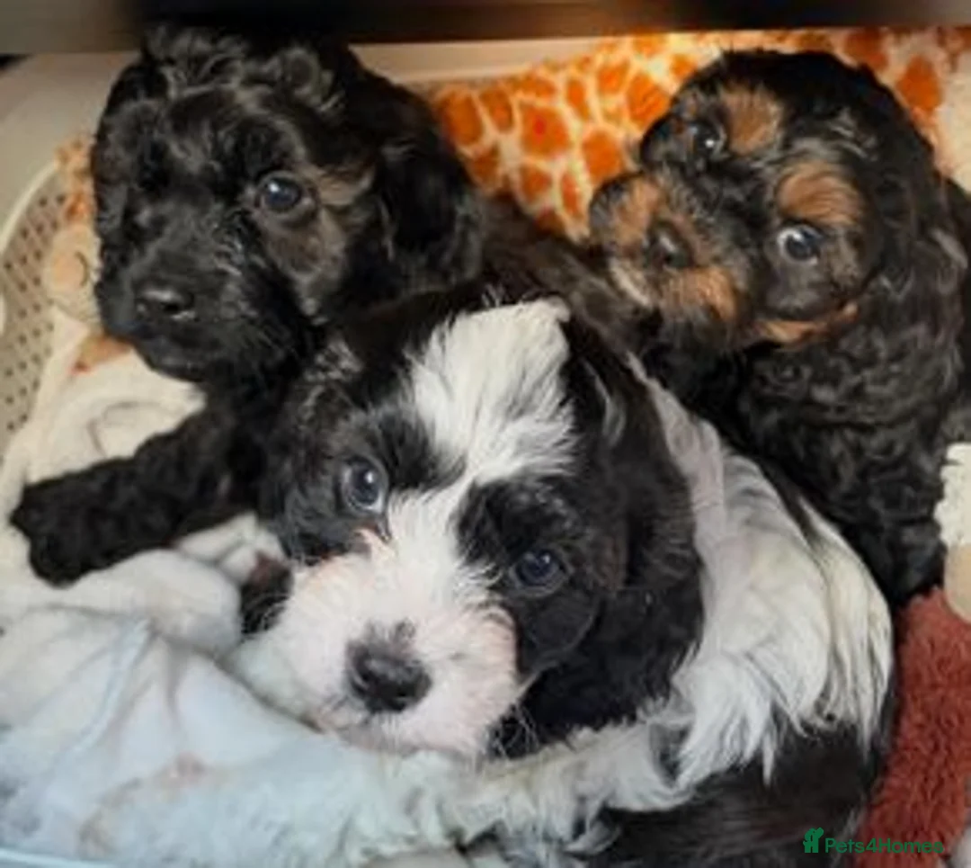 Cavapoo dogs for sale: Beautiful Cavapoo Puppies - Advert 4