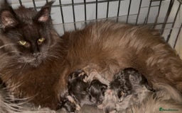 Maine Coon cats for sale: XL maine coon kittens Russia bloodlines Ready Now in Spalding - Image 2