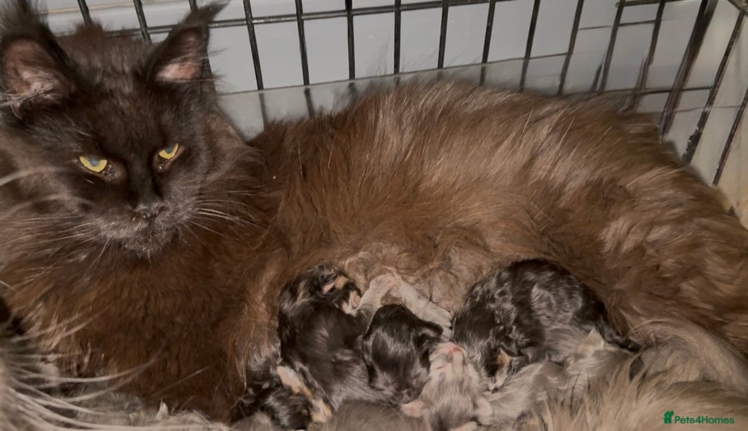 Maine Coon cats for sale: XL maine coon kittens Russia bloodlines Ready Now in Spalding - Image 2
