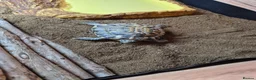 Hermann Tortoise reptiles for sale: Turbo the Hermann tortoise  - Advert 2