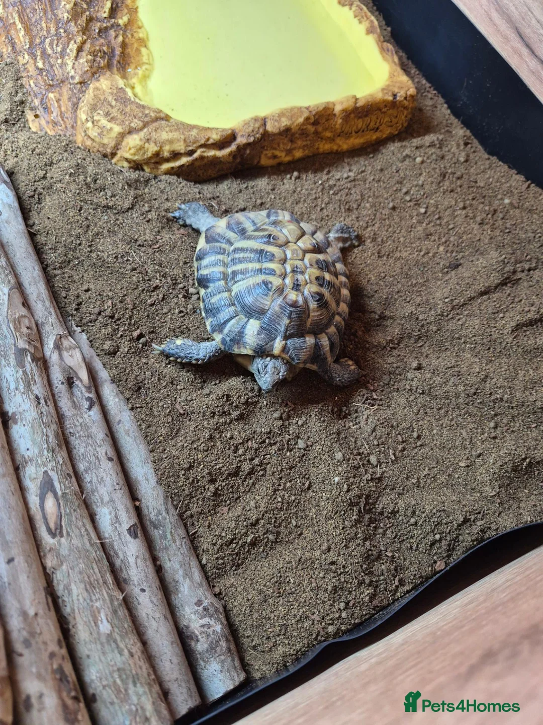 Hermann Tortoise reptiles for sale: Turbo the Hermann tortoise  - Advert 2