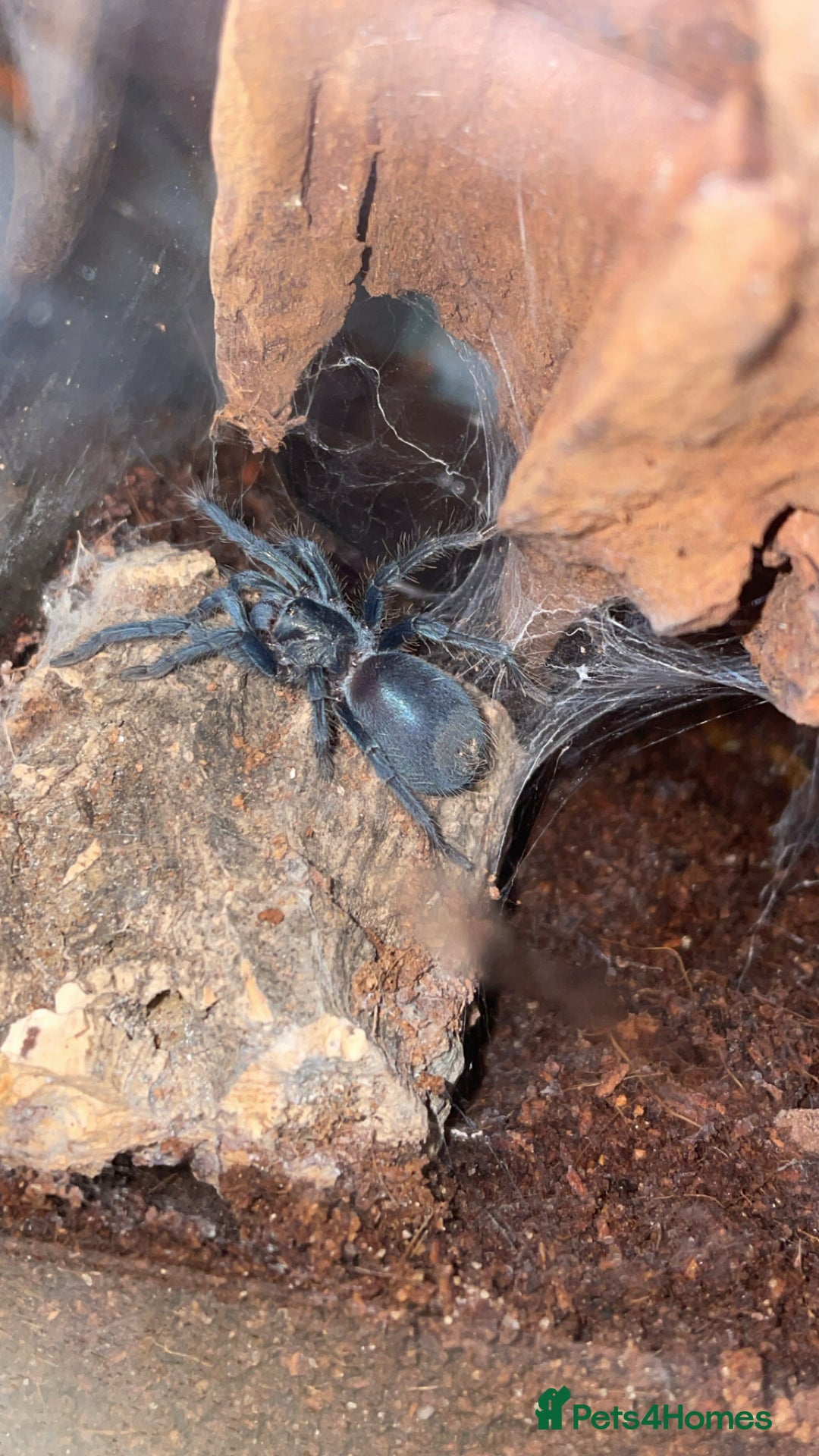 Tarantulas invertebrates for sale: Dominican Purple (please read the description) - Image 4