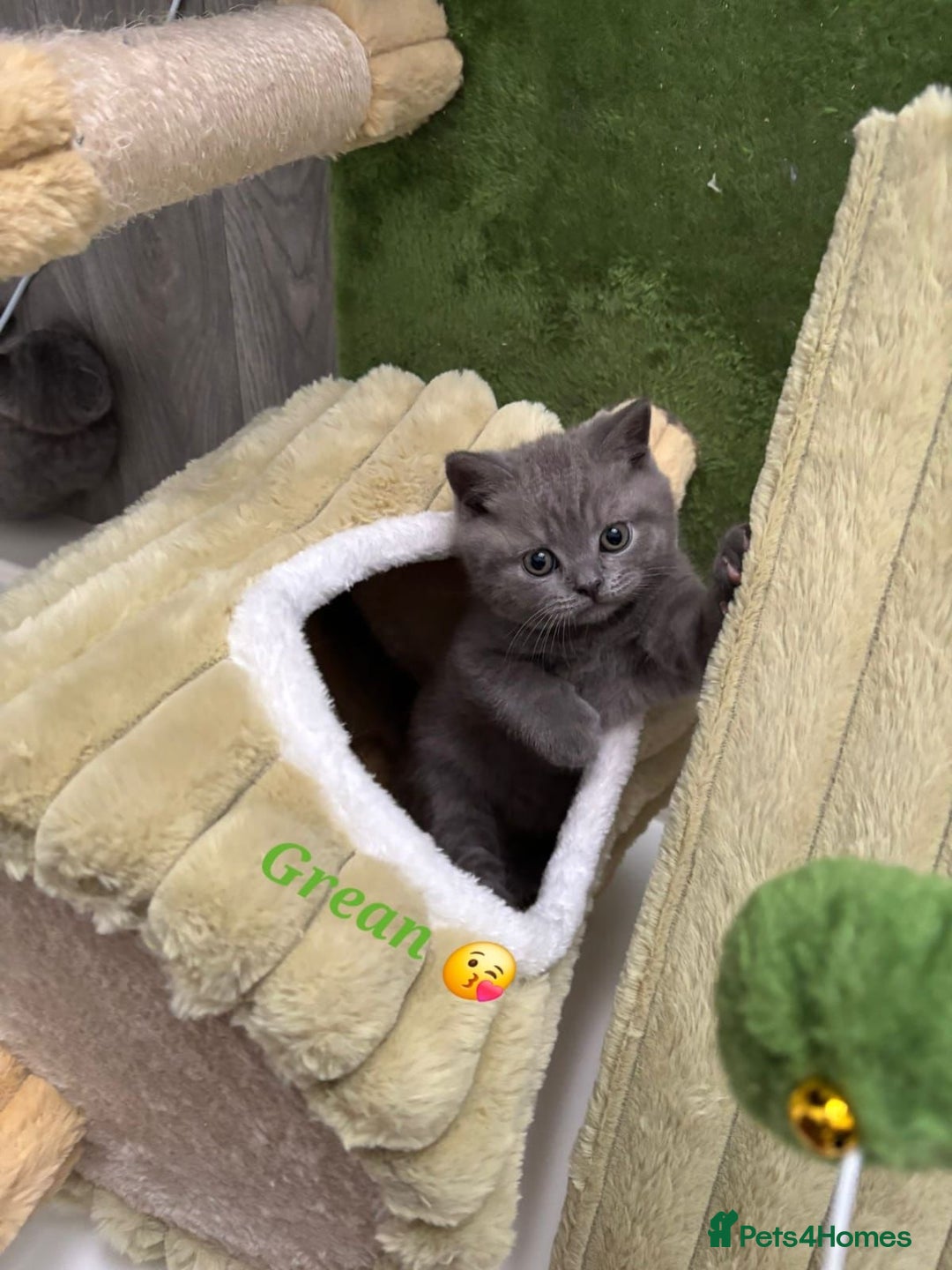 British Shorthair cats for sale: Blue British short hair kittens  in Braintree - Image 19