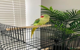 Parrots birds for sale: Beautiful hand reared alexandrine parrot for sale. - Image 7