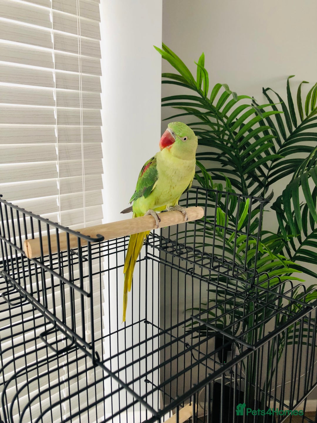 Parrots birds for sale: Beautiful hand reared alexandrine parrot for sale. - Image 7