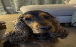 Cocker Spaniel dogs for sale: Cocker Spaniel Puppy - Male - Black/Tan Colour - Image 5