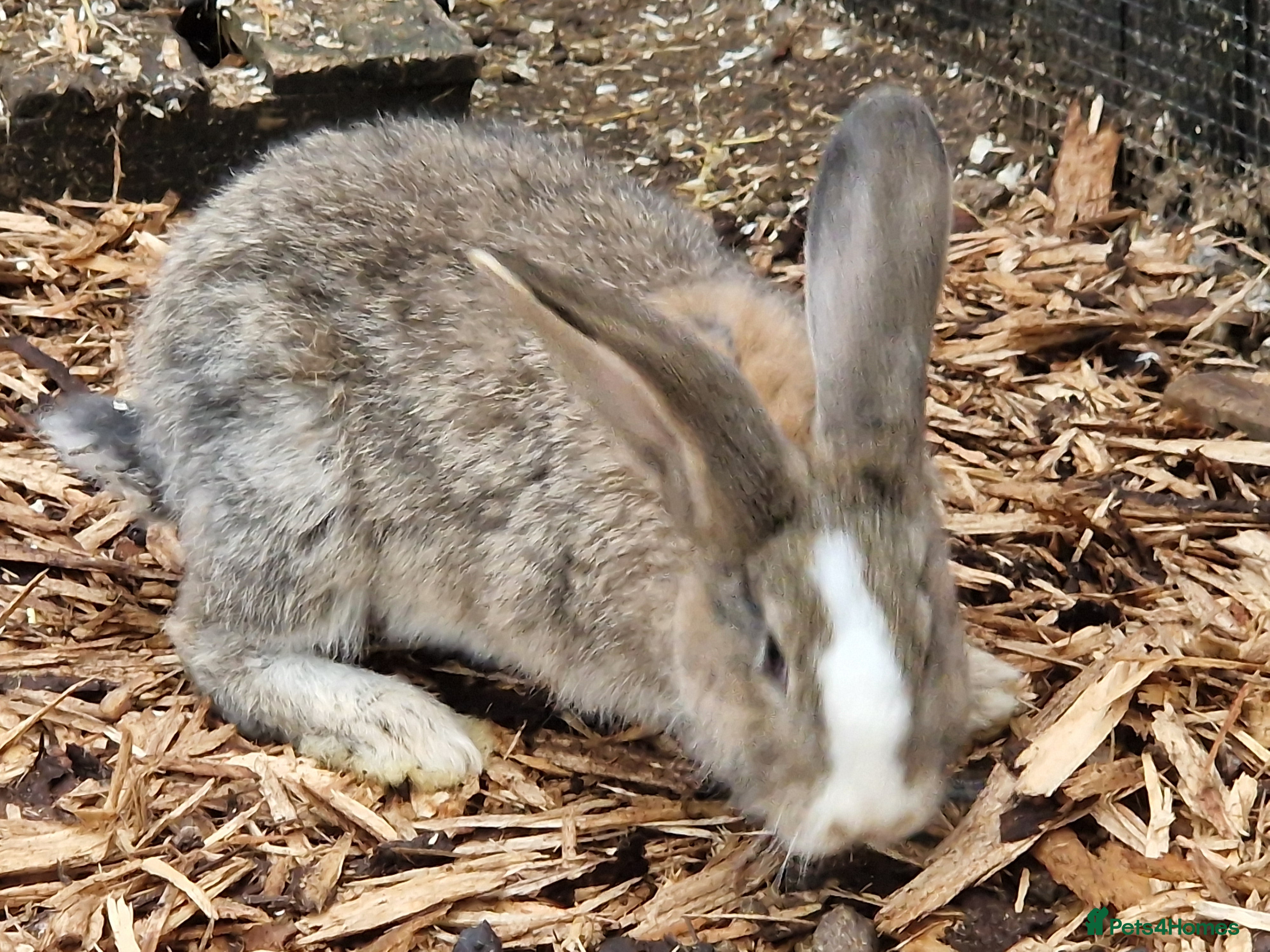 Continental Giant rabbits Continental Giants  - Advert 5