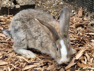 Continental Giant rabbits Continental Giants - Advert 2