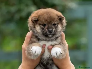 Japanese Shiba Inu dogs Exclusive Japanese Shiba Inu Puppies 🇯🇵 - Advert 2