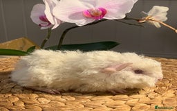 Guinea Pig rodents for sale: Beautiful Texel Guinea Pig babies HP18 - Image 5