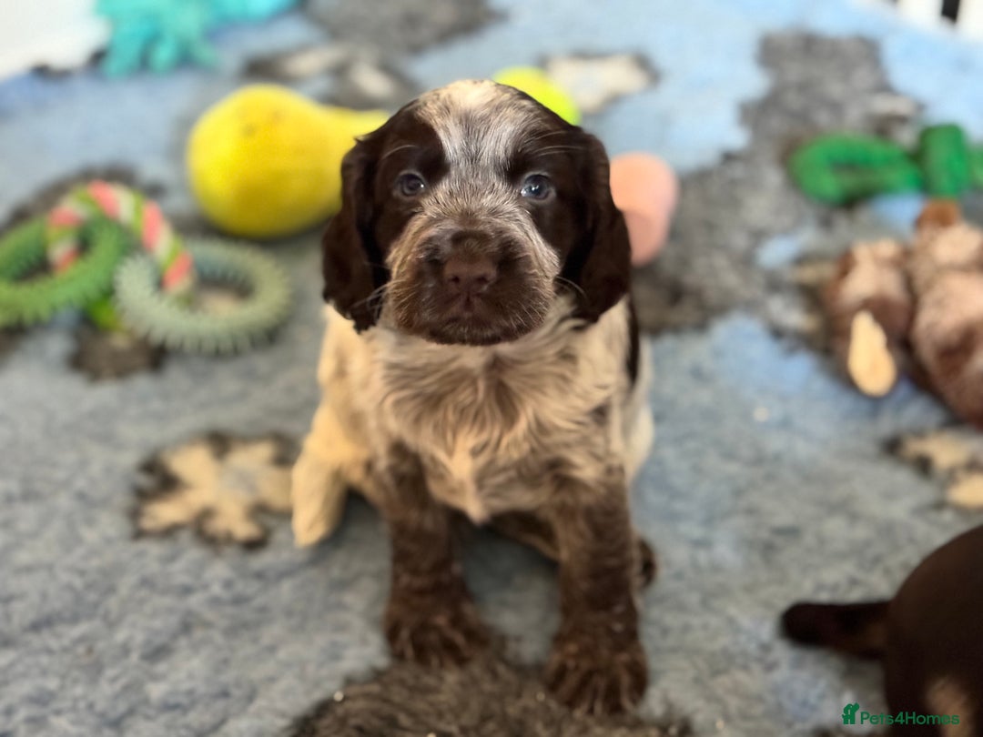 Cocker Spaniel dogs for sale: Working cocker spaniels  - Image 7