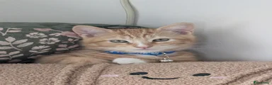 Archie