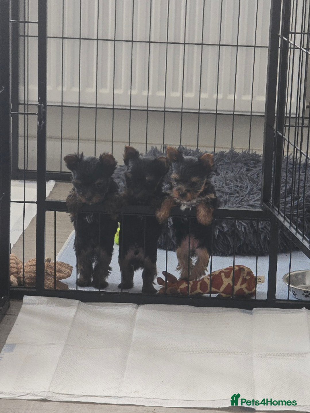 Yorkshire Terrier dogs for sale: Tiny gorgeous baby boys - Image 24