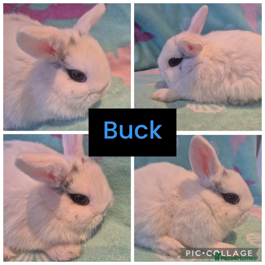 Mini Lop rabbits for sale: Beautiful litter of 10 mini lops - Advert 8