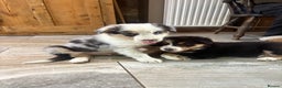 Border Collie dogs for sale: Border collie puppies  - Advert 7