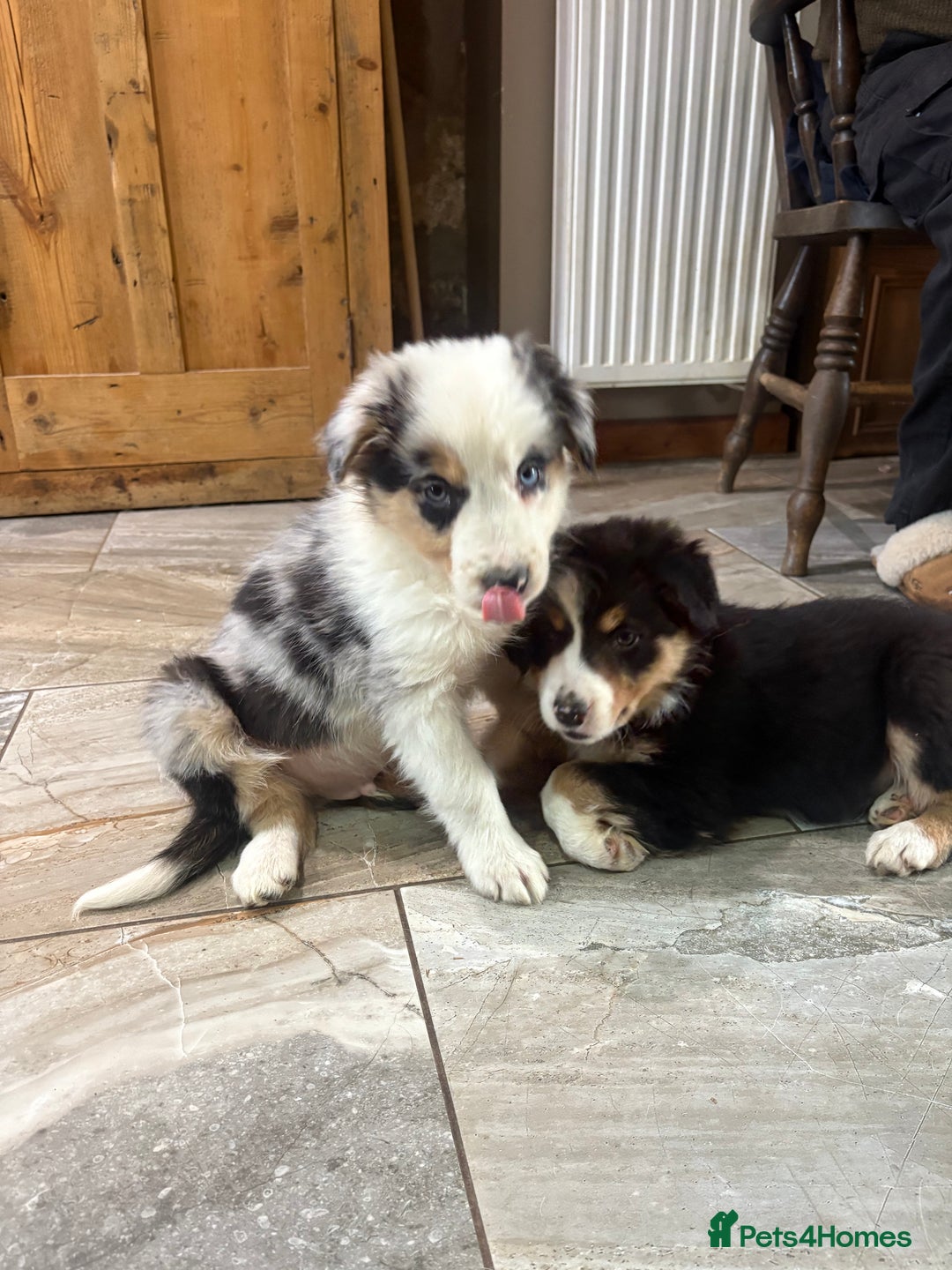 Border Collie dogs for sale: Border collie puppies  - Advert 7