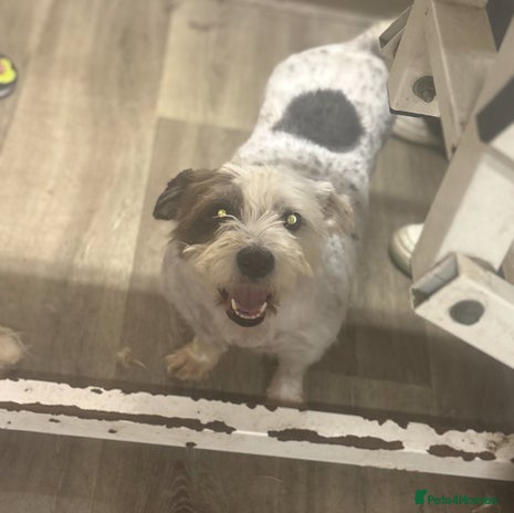 Mixed Breed dogs - Advert 6