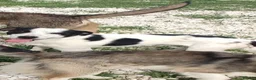 Mixed Breed dogs for adoption: Marco 10 months Macedonian rescue  - Advert 4