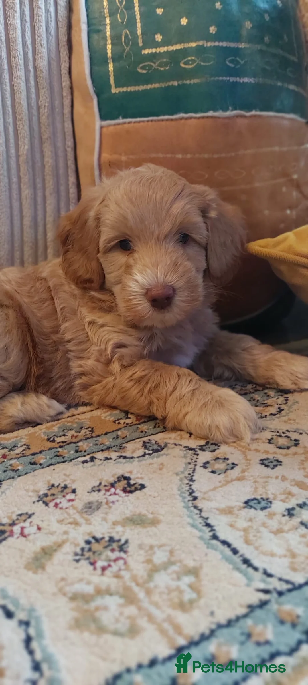 Australian Labradoodle dogs for sale: Australian Labradoodle - Advert 1