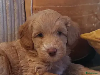 Australian Labradoodle dogs Australian Labradoodle - Advert 4