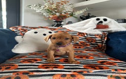 Labrador Retriever dogs for sale: Beautiful fox red Labrador pups - Image 10