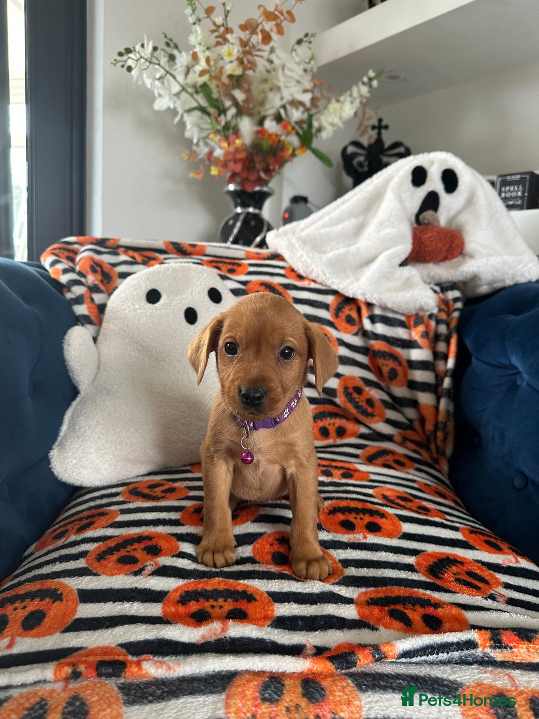 Labrador Retriever dogs for sale: Beautiful fox red Labrador pups - Image 10