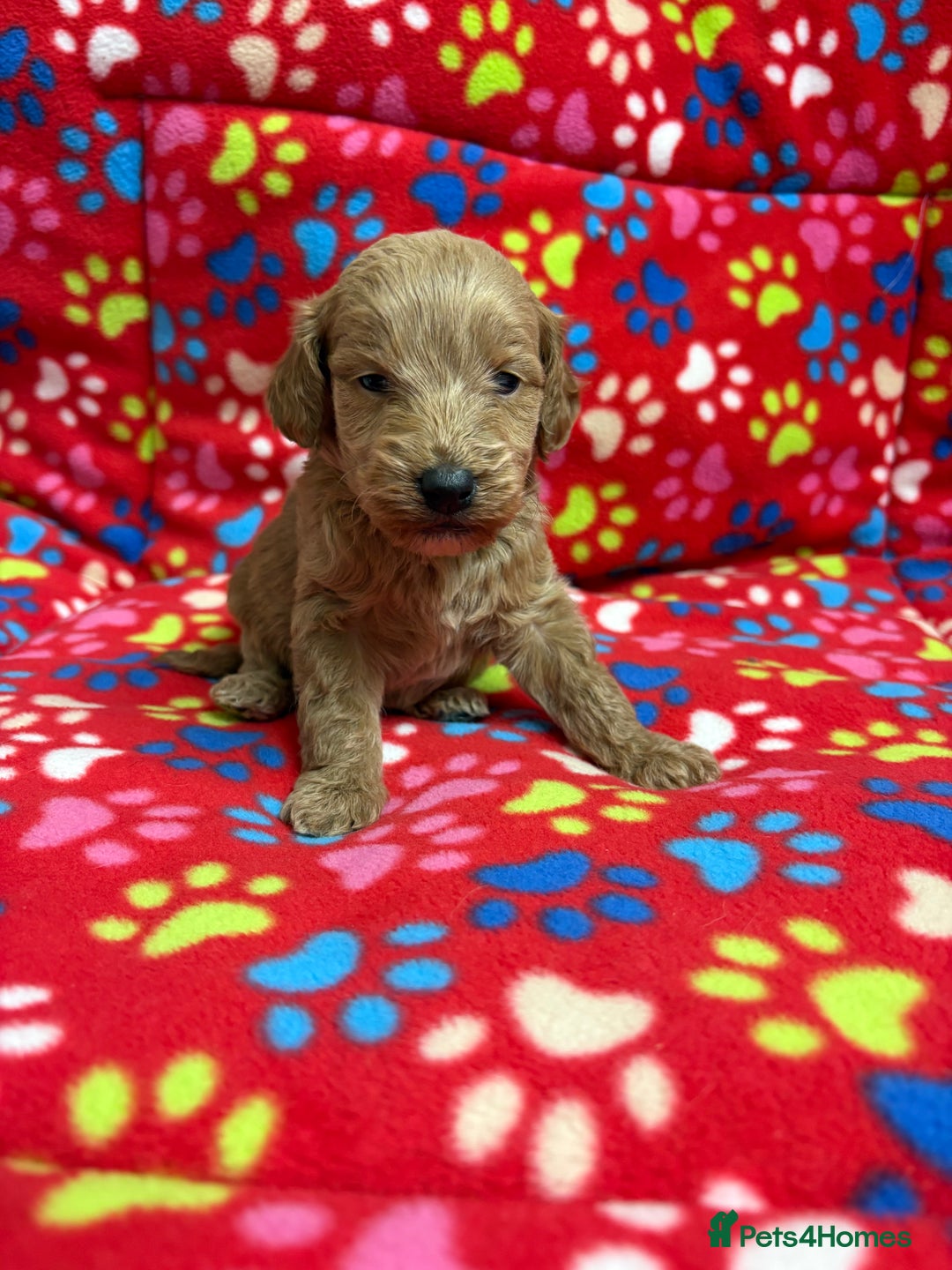 Cockapoo dogs for sale: 2 F1B cockapoo puppies 💖💙 - Advert 4