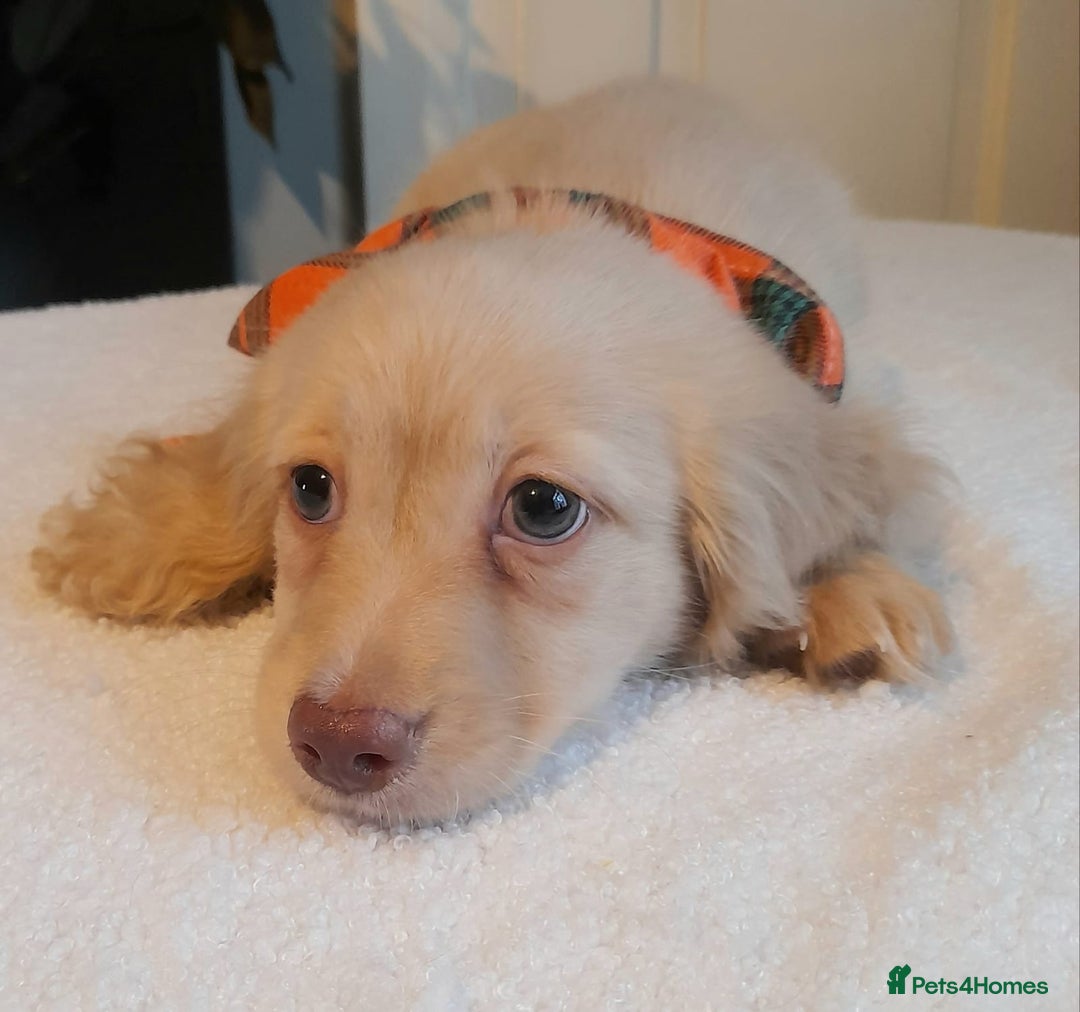 Miniature Dachshund dogs for sale:  Long haired minature daschunds  - Advert 4