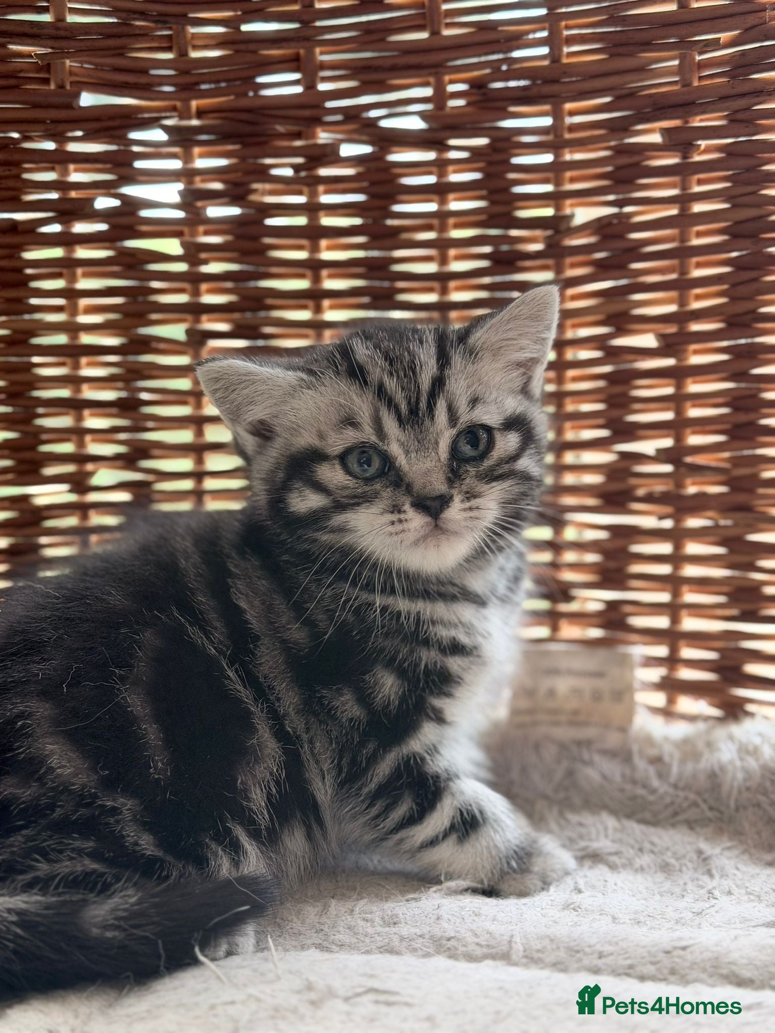 British Shorthair cats GCCF reg BSH BLACK SILVER TABBY KITTENS - Advert 2