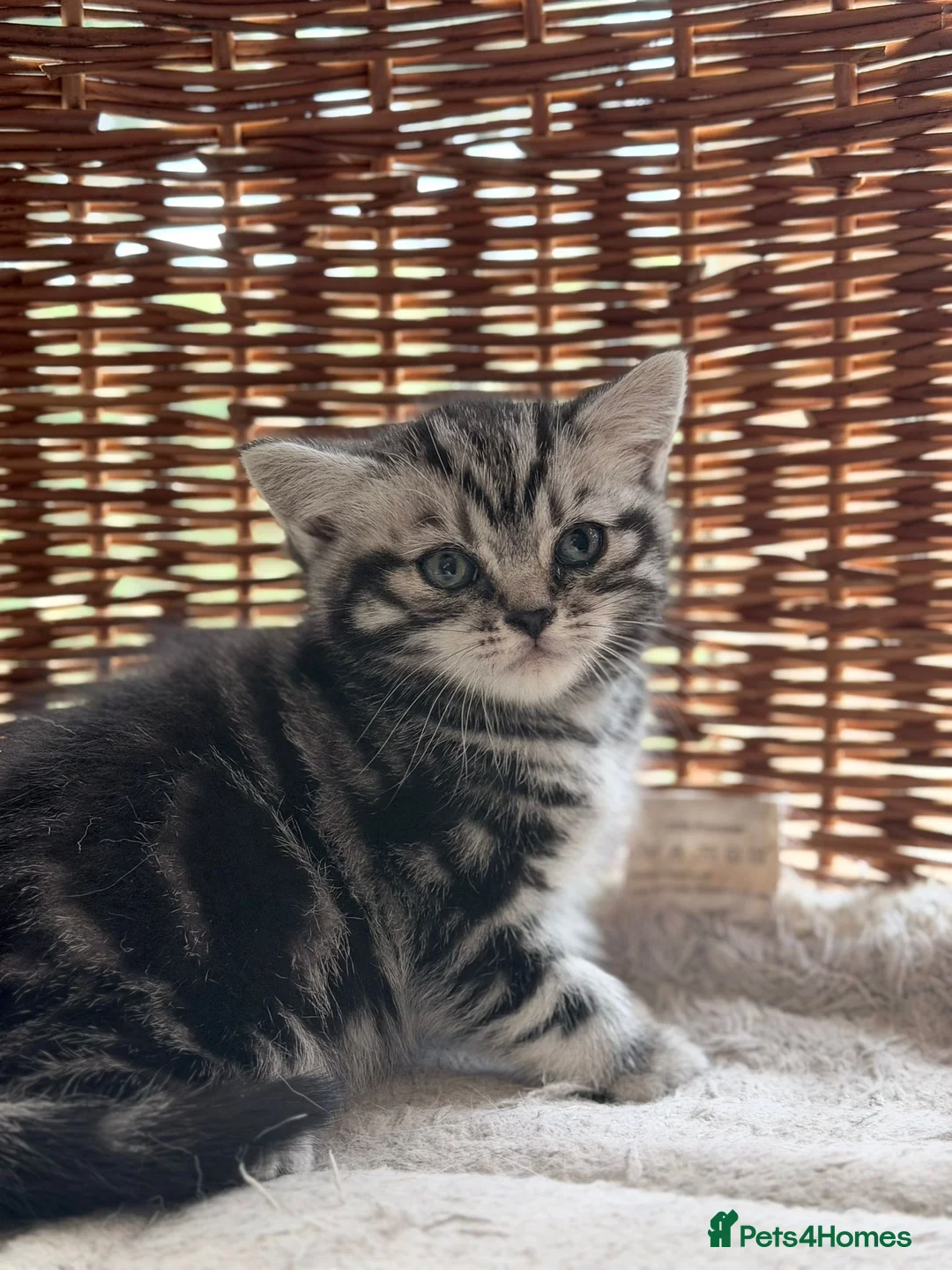British Shorthair cats for sale: GCCF reg BSH BLACK SILVER TABBY KITTENS - Advert 2