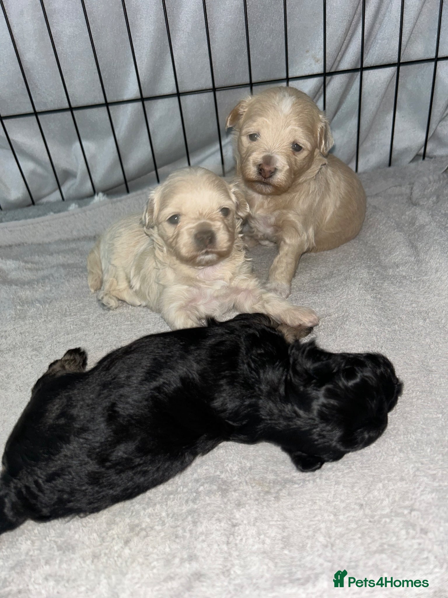 Maltipoo dogs Stunning Korean Maltipoo puppies  - Advert 1